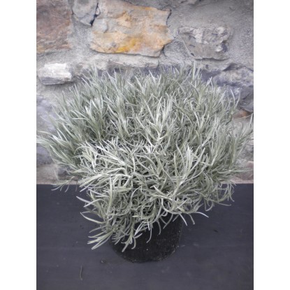 Pianta di Elicriso vaso Ø 19 cm