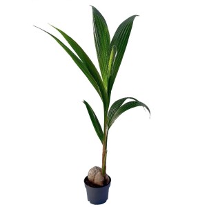 Giovane palma da cocco in vaso, foglie verdi. Pianta d'appartamento per un tocco tropicale.