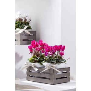 Ciclamini decorativi in contenitore di legno grigio con nastro. Piante da interno per la tua casa.