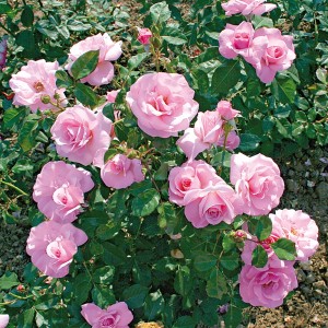 Rosa a cespuglio con fiori rosa chiaro, varietà t.b.t.