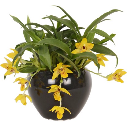 Promenaea gialla in vaso di ceramica Ø 9 cm