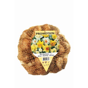 Rete di bulbi di narciso, varietà miste per il giardino.