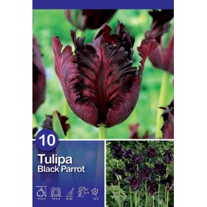 Tulipano pappagallo Black Parrot, fiore rosso scuro con petali frangiati.