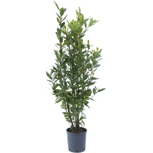 Alloro in vaso, foglie verdi, adatto come pianta da siepe.