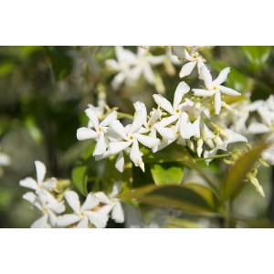 Pianta rampicante bianca in fiore.