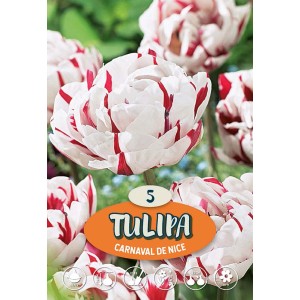 Tulipano tardivo 'Carnaval de Nice' con fiori bianchi e striature rosse, ideale come fiore reciso.