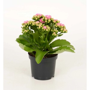 Calancola (t.b.t.) con fiori rosa in vaso nero.