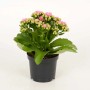 Calancola (t.b.t.) con fiori rosa in vaso nero.