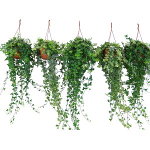 Mix di edera in vaso sospeso, diverse varietà di edera, pianta rampicante per casa e giardino.