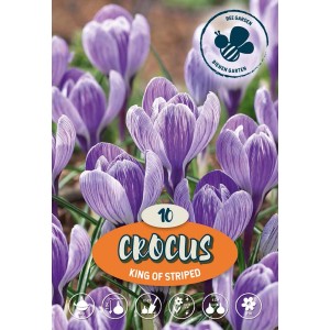 Primo piano di Crocus "King of the Striped" con fiori a strisce viola e bianche.