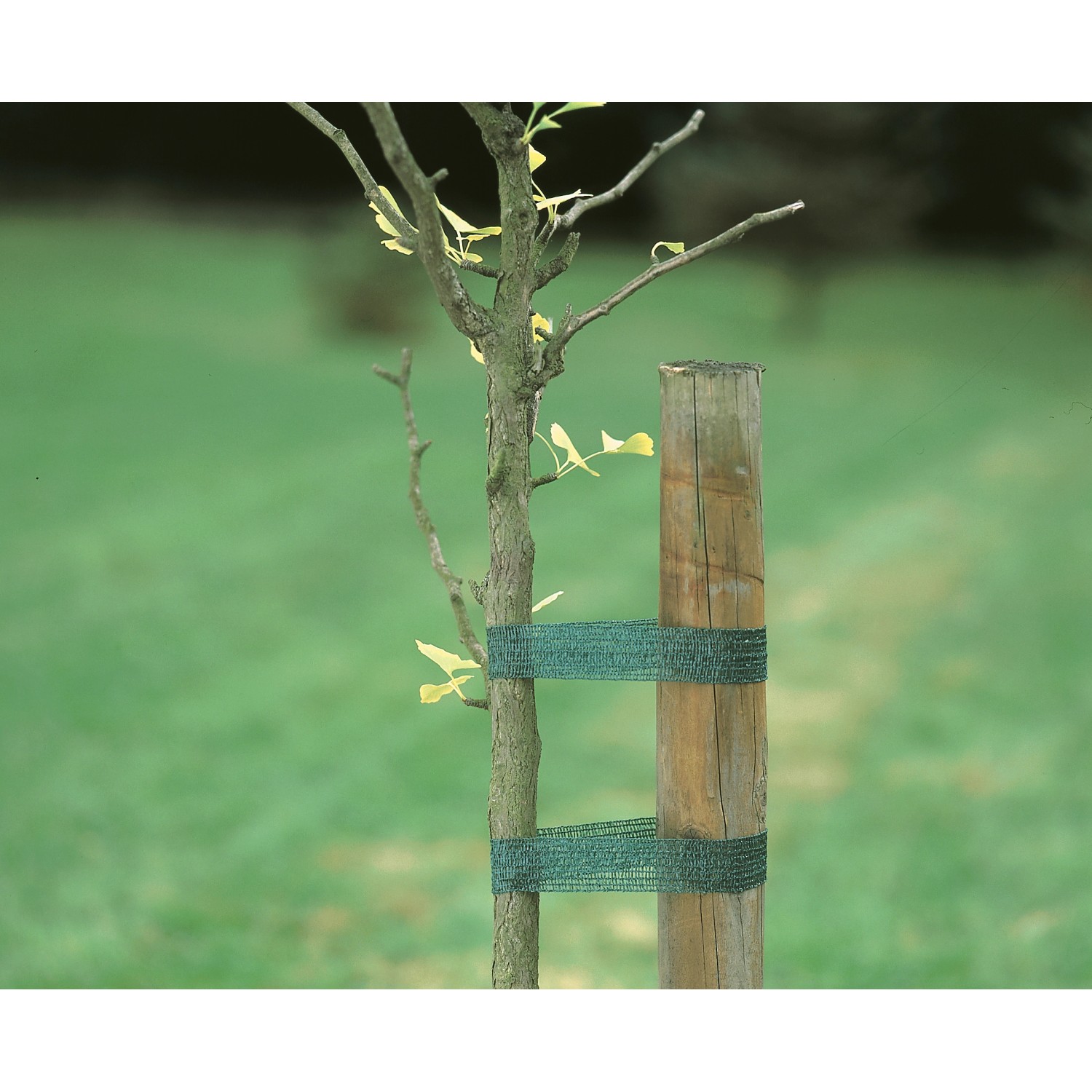 Albero con tutore verde (3 m) fissato a un palo di legno in giardino.