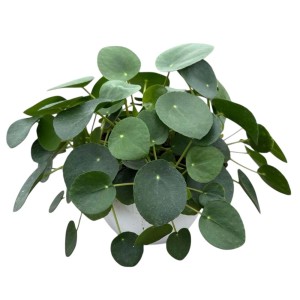 Pilea Peperomioides (pianta delle monete cinese) in vaso, pianta d'appartamento con foglie rotonde e verdi.
