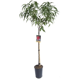 Albero di pesco t.b.t. in vaso con foglie verdi e finto frutto rosso.