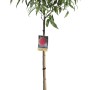 Albero di pesco t.b.t. in vaso con foglie verdi e finto frutto rosso.