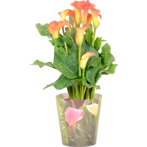 Calla da interno arancione in vaso (Ø 12cm) di GROW by OBI. Fiori eleganti.