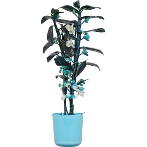 Orchidea bambù Dendrobium nobile in vaso blu, Ø vaso ca. 12 cm.