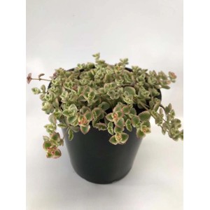 t.b.t. succulenta in vaso nero, pianta da interno