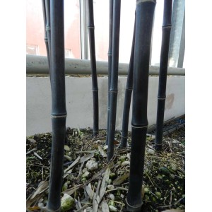 Dettaglio di bambù nero 't.b.t.', focus sui culmi.