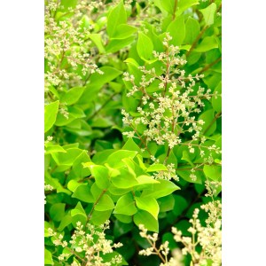 Primo piano di una pianta da siepe fiorita (t.b.t.) con foglie verdi e piccoli fiori bianchi.