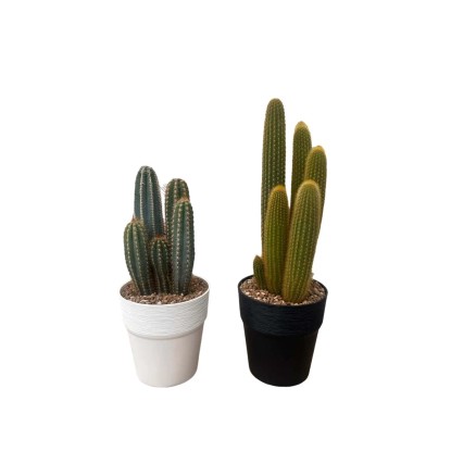 Cactus colonnari Ø 17 cm