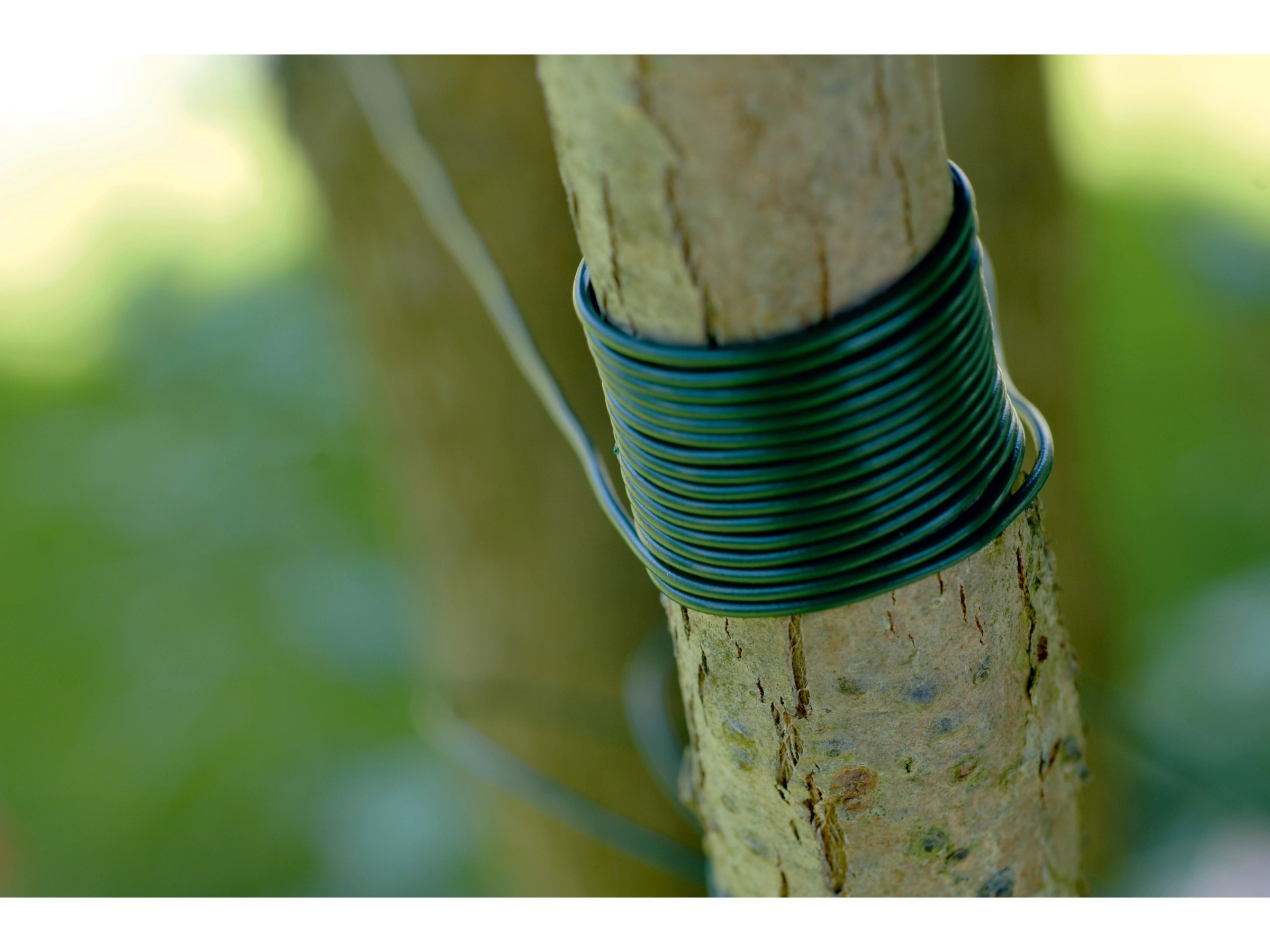 Filo per legatura di piante rampicanti 1 mm 25 mt Legaccio verde pianta Ribimex