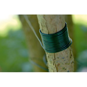 Nastro legatutto in plastica verde scuro (25 m) avvolto attorno a un tronco d'albero.