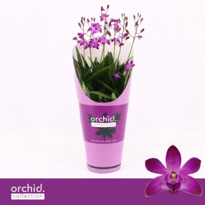 Plumbago Bianco con supporto Vaso Ø 15 cm