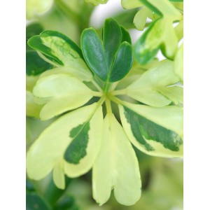 Schefflera Janine in vaso, foglie verdi e gialle, diametro vaso circa 8 cm.