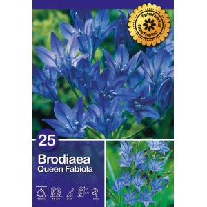 Brodiaea Queen Fabiola, fiore estivo blu per il giardino.