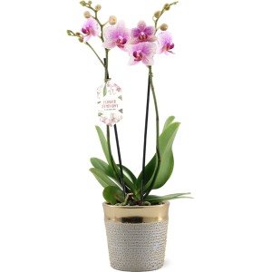 Orchidea maculata in vaso con bordo dorato.