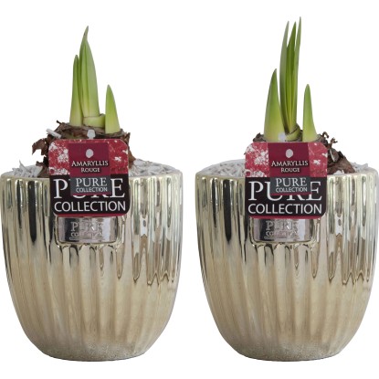 Composizione decorativa con amaryllis rosso vaso Ø 12 cm