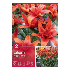 Lilium Red Twin Rosso: Bulbo estivo con fiori rosso vivo, ideale per aiuole e vasi.