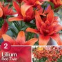 Lilium Red Twin Rosso: Bulbo estivo con fiori rosso vivo, ideale per aiuole e vasi.