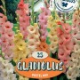 Confezione di Gladioli Pastel Mix con fiori color pastello in rosa, giallo e bianco.