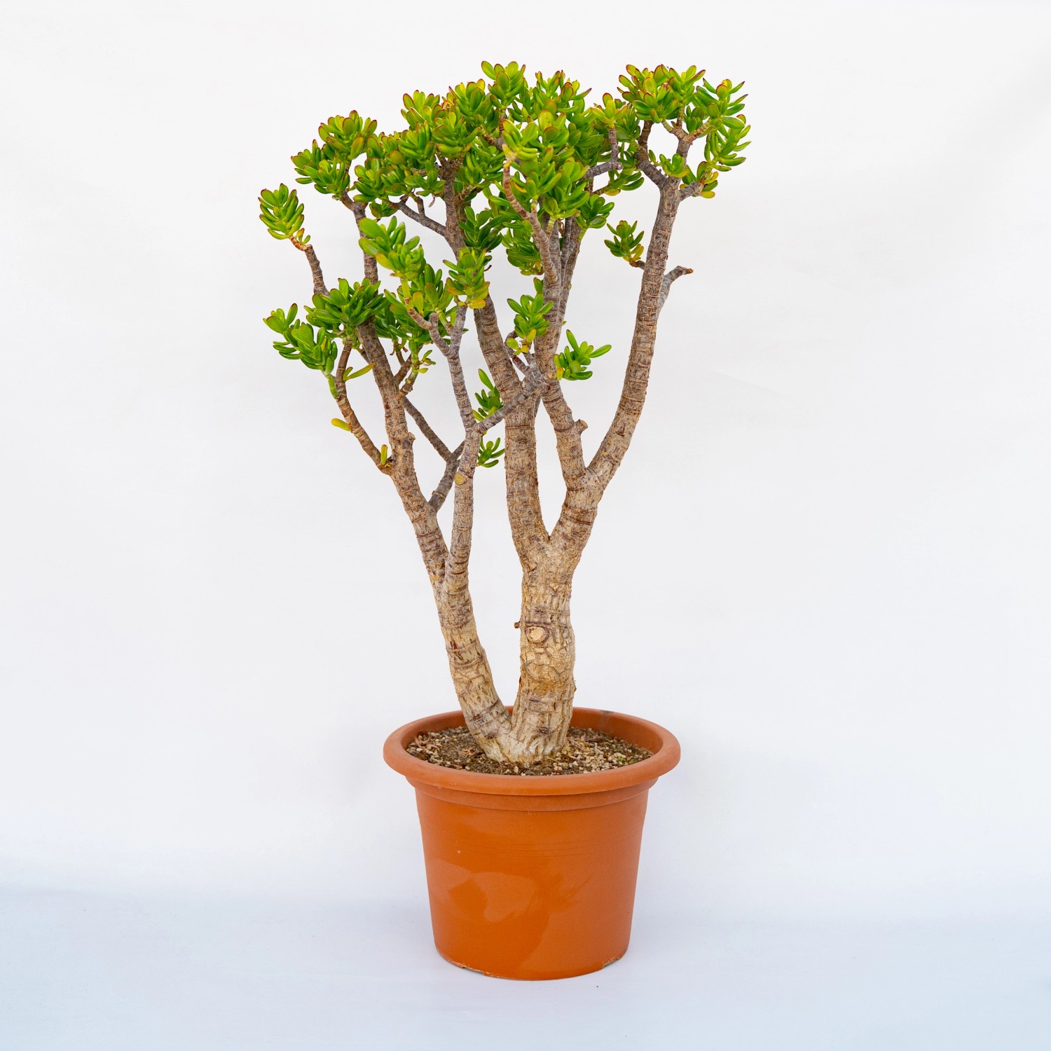 Crassula Portulacea Minor Plante Grasse Occas... à Paris | Clasf Maison