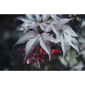 Primo piano: Acero giapponese Bloodgood con foglie rosso scuro e semi rossi.