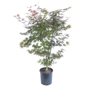 Acero giapponese 't.b.t.' in vaso, arbusto ornamentale per giardino e terrazza.