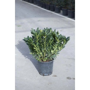 t.b.t. pianta da siepe in vaso, foglie verdi.