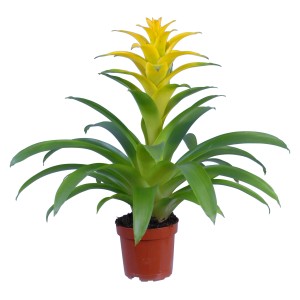 Guzmania Diana Gialla in vaso, una bromeliacea esotica con fiori giallo brillante.
