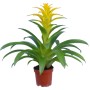 Guzmania Diana Gialla in vaso, una bromeliacea esotica con fiori giallo brillante.
