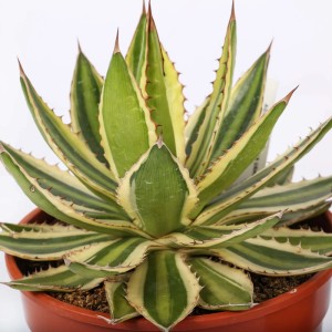 Agave lophantha variegata piante grasse vaso Ø 25 cm