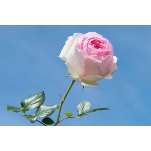 Delicata rosa rampicante rosa e bianca su cielo blu.