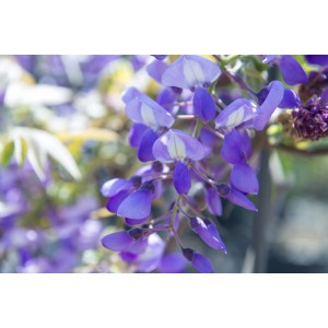 Primo piano di Wisteria viola in fiore.