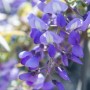 Primo piano di Wisteria viola in fiore.