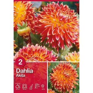 Dalia Akita Arancio-Rosso: Dalia decorativa bicolore con petali arancioni e rossi.