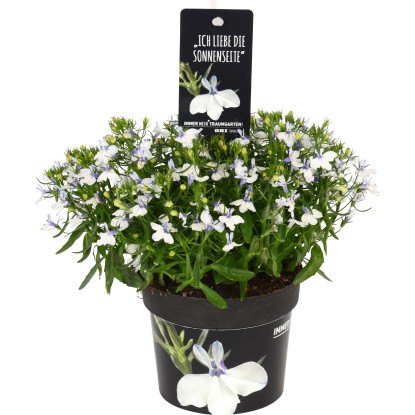 Lobelia erinus Blue vaso Ø 12 cm