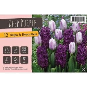Mix di tulipani e giacinti Deep Purple, multicolore e resistente al freddo.