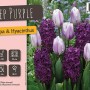 Mix di tulipani e giacinti Deep Purple, multicolore e resistente al freddo.
