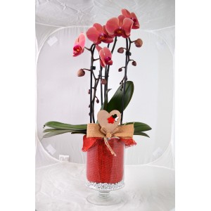 t.b.t. Composizione: Orchidea rosa in vaso decorativo rosso con cuore.