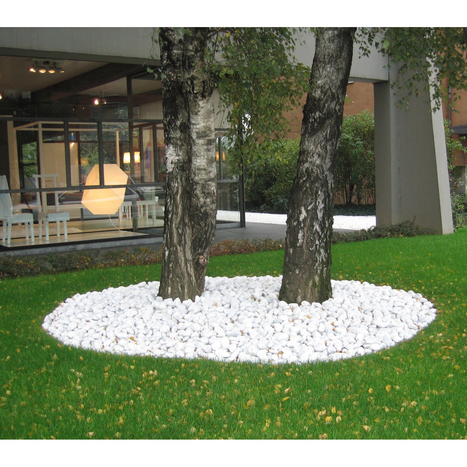 Ciottoli decorativi bianchi attorno all'albero sul prato. Ciottoli e granulati per il giardino.